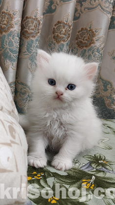 persian kitten